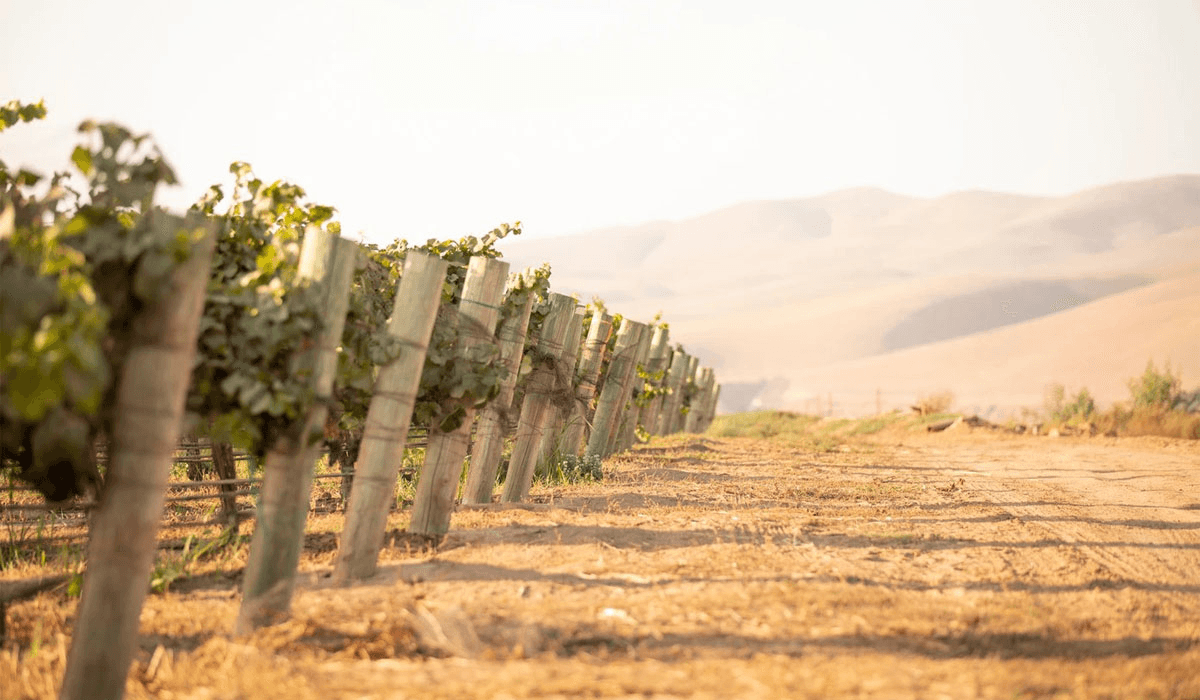 Harbes Vineyard