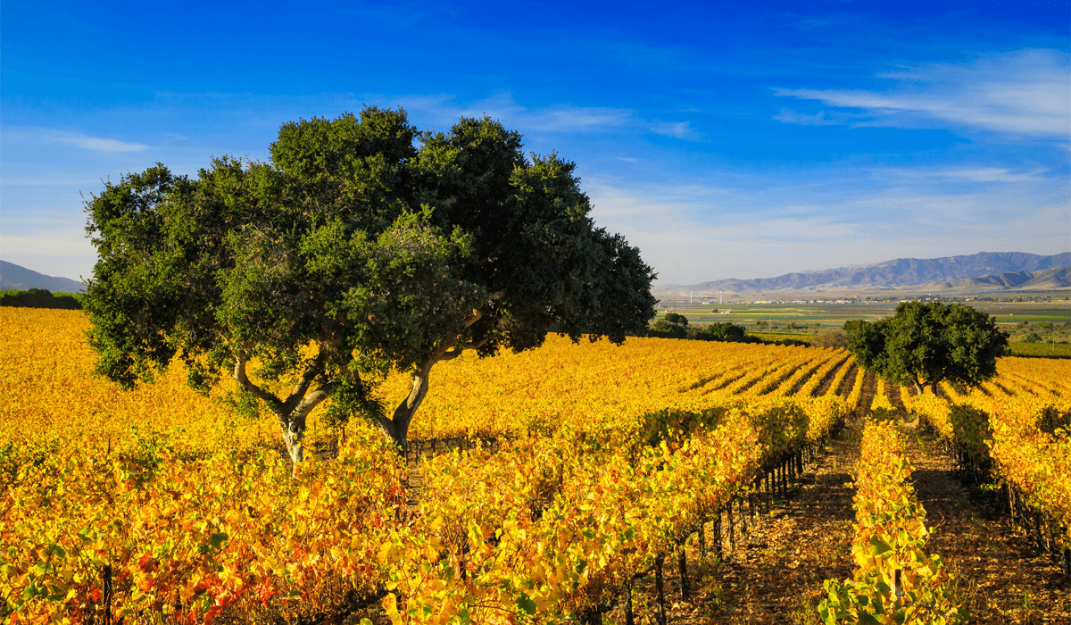 CRŪ Winery