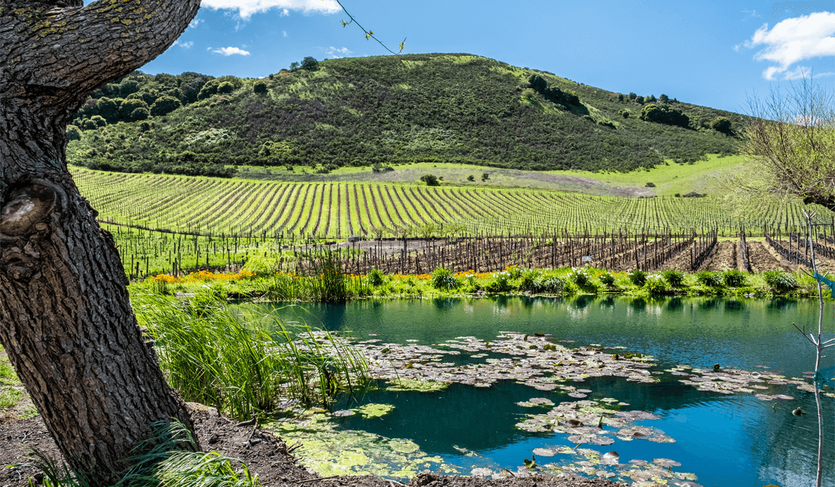 Schug Winery